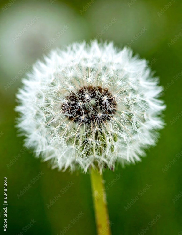 Fototapeta premium Close-up of a dandelion seed head
