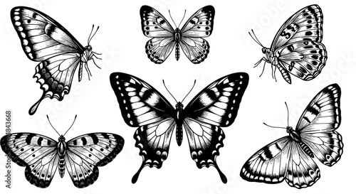 Collection of detailed black and white butterfly drawings on white background