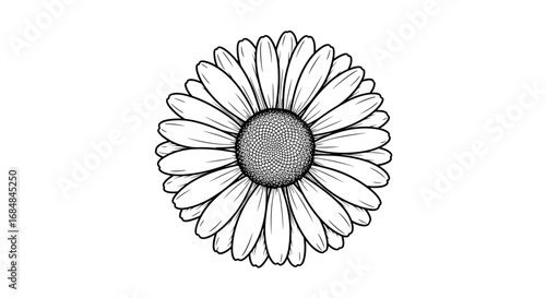 Intricate daisy line art floral design on white background