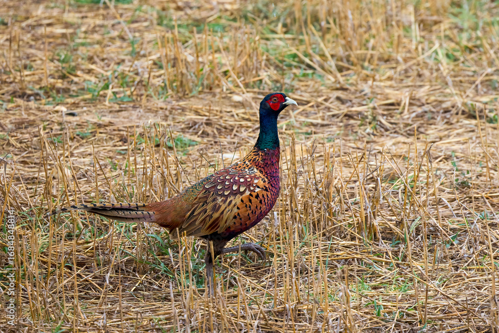 Fototapeta premium Male Phasianus colchicus in dry grass on an autumn day