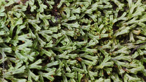 Dense clumps or mats of tiny moss plant growing on wet ground. Mosses small leaves seamless natural green color background texture and pattern. Horizontal closeup top view.