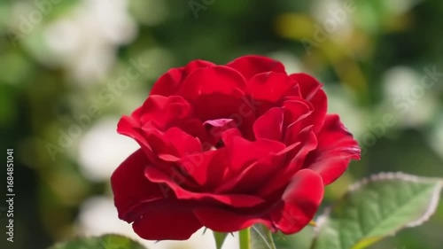 Captivating Red Rose in Full Bloom, Symbolizing Love, Beauty, and Romance in a Lush Garden Setting with Soft Bokeh Background