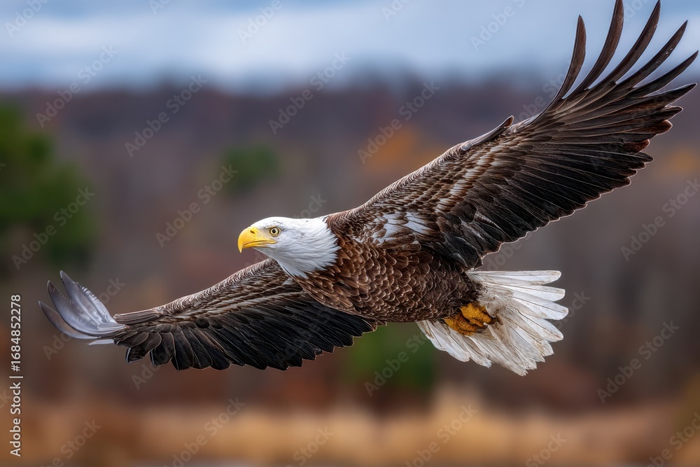 Obraz premium Majestic Bald Eagle Soaring in Flight