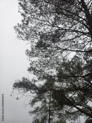 Wallpaper Mural trees in fog Torontodigital.ca