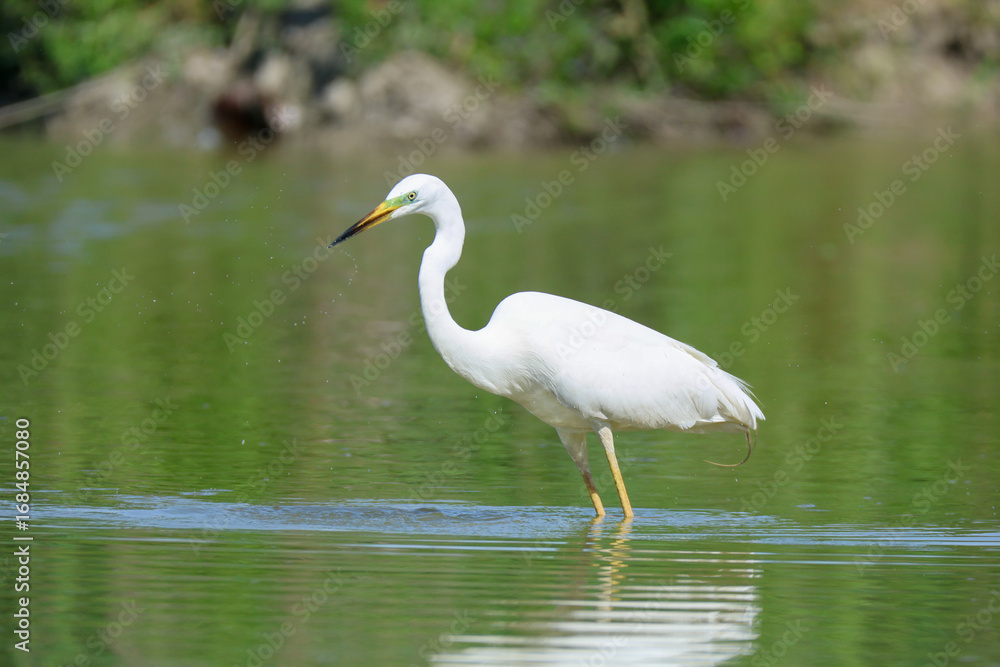 Naklejka premium Heron hunting and fishing in lakes, rivers and ponds in Italy