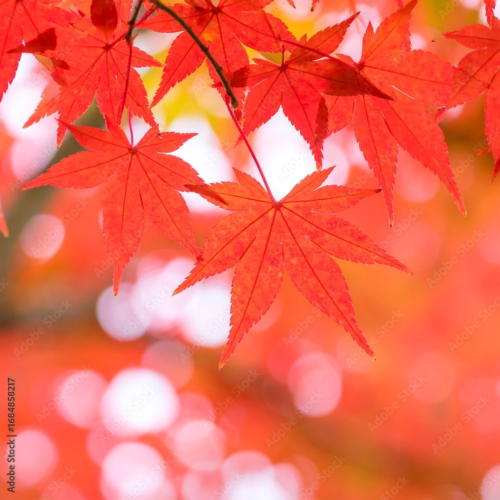 Fototapeta premium Vibrant red maple leaves, autumnal bokeh background