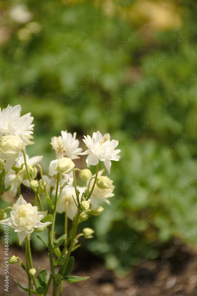 Obraz premium 東山植物園