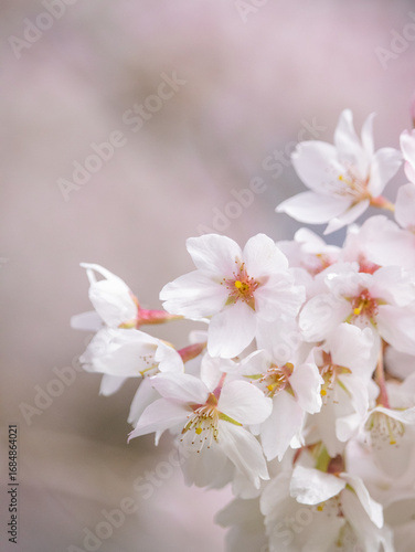 White and pink close up flowers