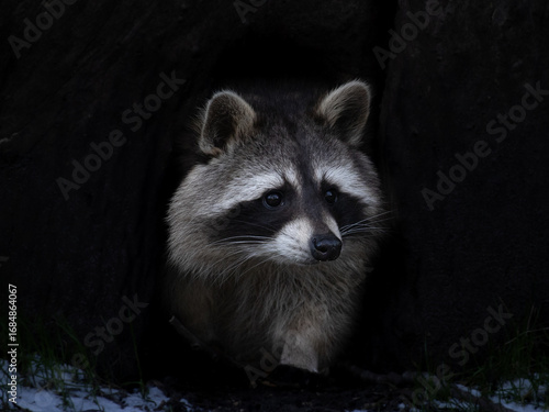 Raccoon close up dark portrait