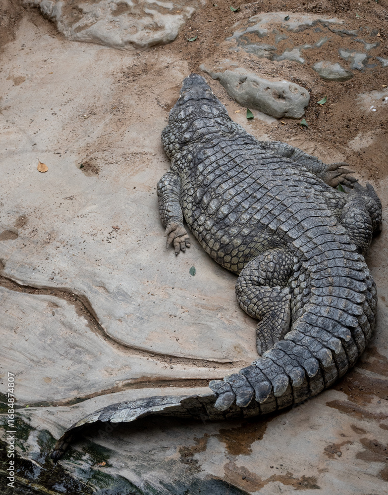 Fototapeta premium Close up of an alligator