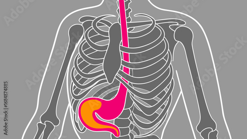 Diagram of the human esophagus and stomach within the rib cage