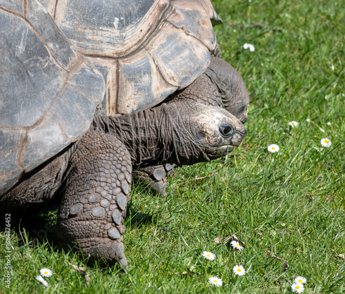 Galapagos Turtle moving slowly on the grass