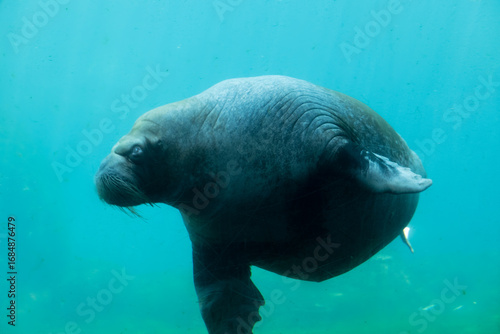 Walrus in the water