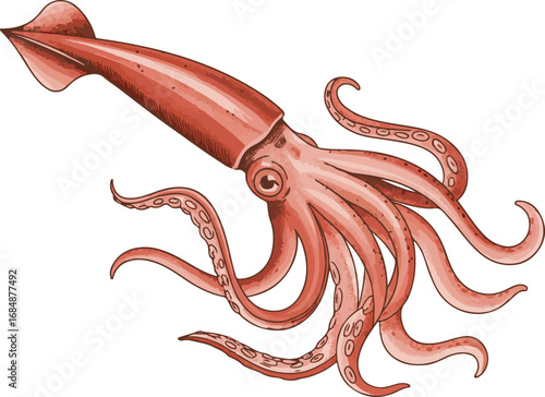octopus on white background