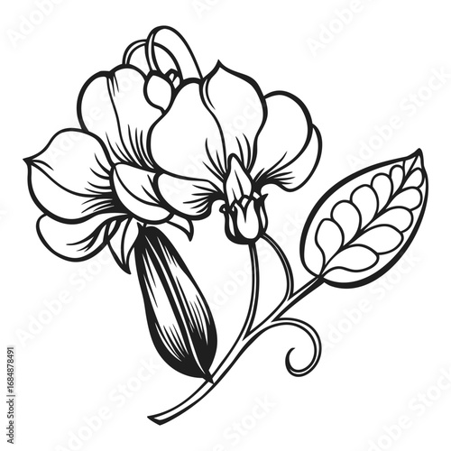 Delicate hand drawn sweet pea flower and leaf outline vintage botanical sketch vector