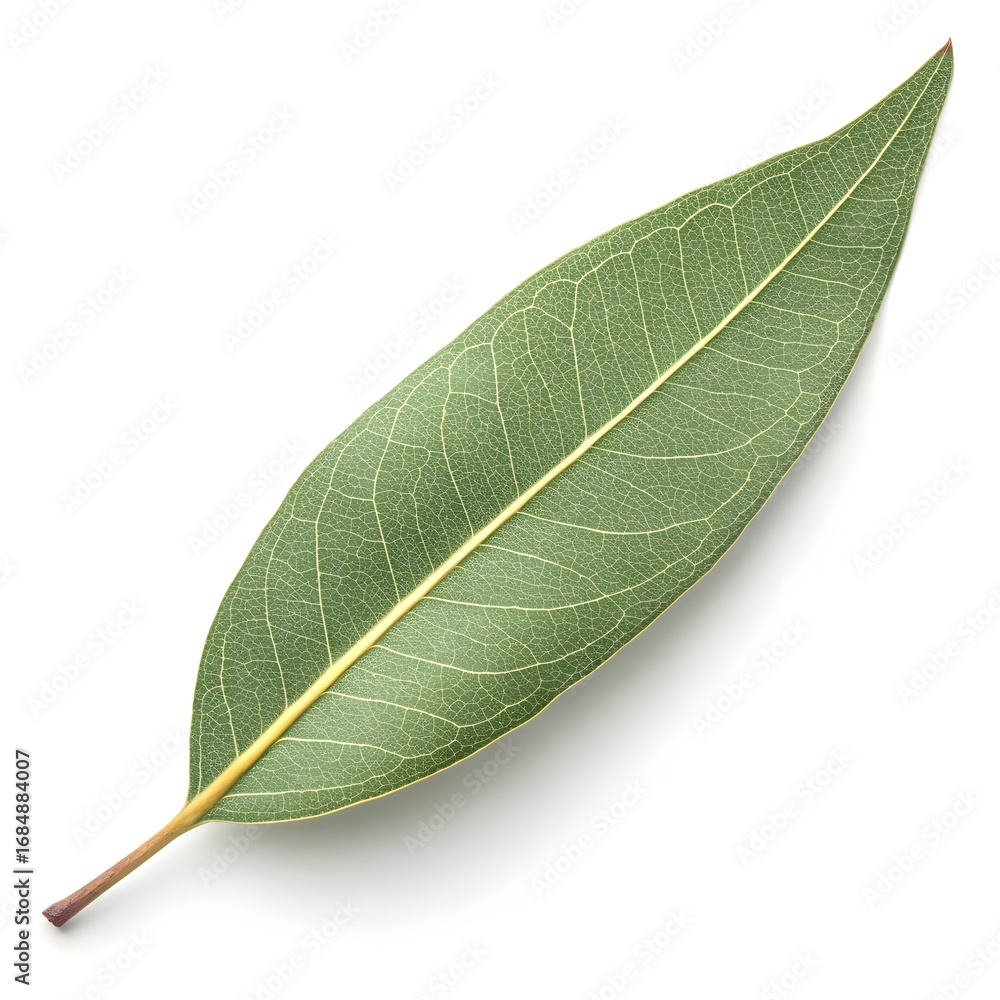 Obraz premium Sugar Gum Leaf Elegant Australian Eucalyptus Foliage with Smooth Deep Green Surface and Distinct Organic Veins on White Solid Background Minimalist Still Life Highlighting Natural Fresh Vitality
