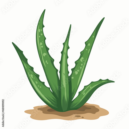 Aloe vera plant with healthy green leaves sprouting from sand, aloe vera plant. Beautiful succulent aloe vera plant, known for medicinal properties, is great for skin care.