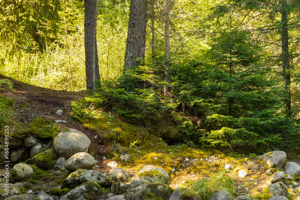 Fototapeta premium A serene forest path winds through tall trees and moss-covered rocks in the Bansko forest. Sunlight filters through the canopy, illuminating the vibrant green foliage.