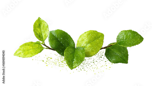 Lush green leaves, glistening with water droplets, resting on a bed of light yellow-green