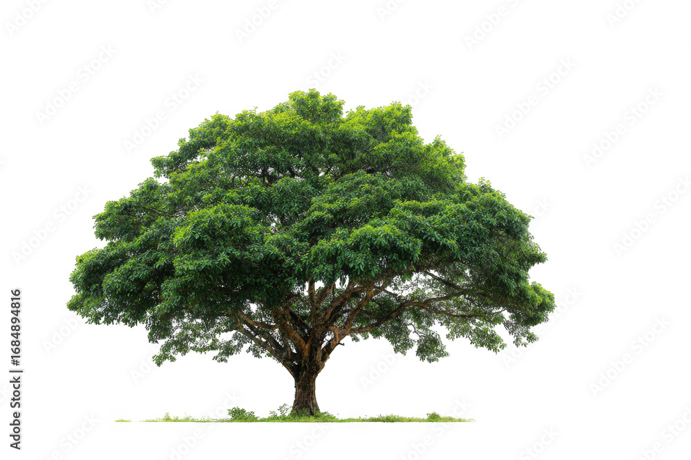 Fototapeta premium Lush green tree against black background (10)