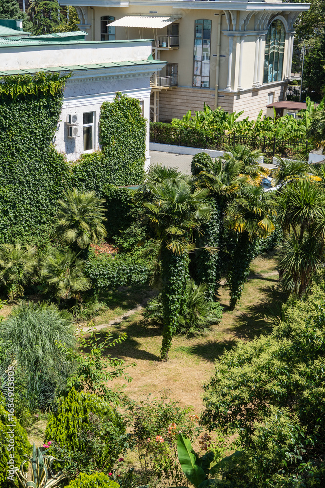 Fototapeta premium Featuring tall, vibrant palm trees oung Chinese windmill palm (Trachycarpus fortunei) or Chusan palm and dense green shrubs, framed by building and decorative fence grow in city of Sochi
