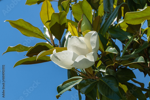 Stunning white magnolia flower in full bloom, surrounded by lush green leaves against clear blue sky. City park in Soch