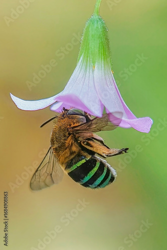 Blue Banded Bee (Amegilla cingulata) is a species native to Australia. Currently, scientific organizations are research on how A. cingulata benefits agriculture through its buzz pollination.