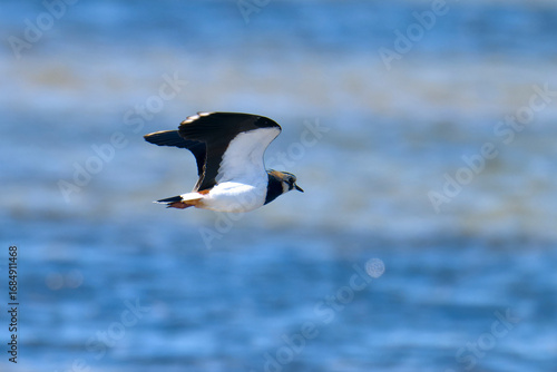 Fliegender Kiebitz im Herbst an der Ostsee in Schweden	