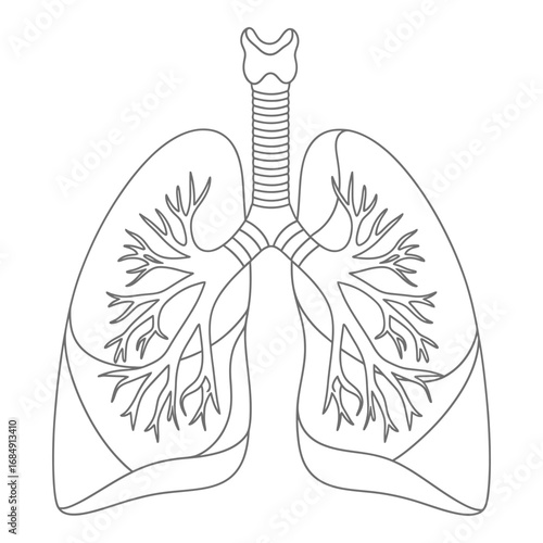 Human lungs and trachea anatomical illustration anatomy respiratory