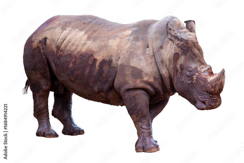 Fototapeta premium An isolated white rhinoceros with a large horn on a plain white background