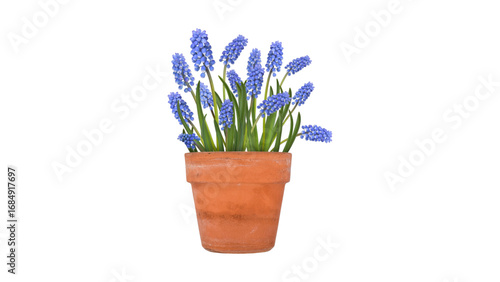 Terracotta pots
