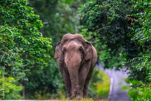 Its body is gray, its snout is called the trunk. The trunk of the Asian elephant has only one beak. Nakhon Ratchasima, Thailand.	