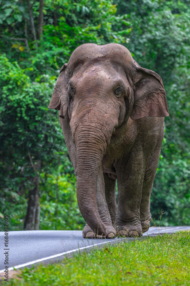 Obraz premium Its body is gray, its snout is called the trunk. The trunk of the Asian elephant has only one beak. Nakhon Ratchasima, Thailand. 