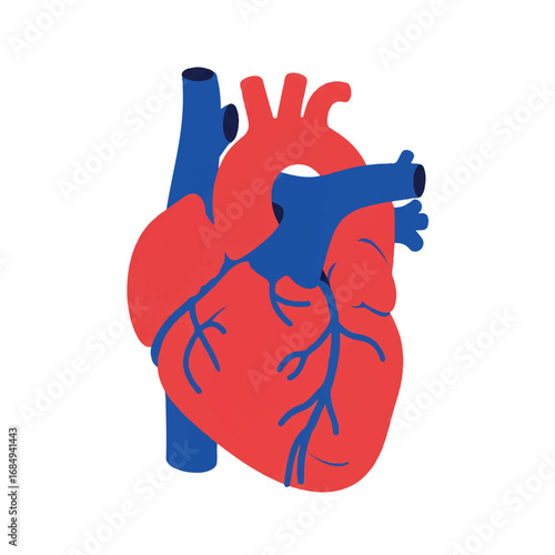 A healthy human heart 2D flat vector illustration with a minimalist graphic style, featuring vibrant red and blue solid colors, isolated on a clean white background.