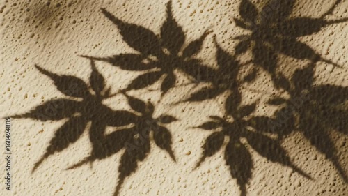 Shadow of maple leaves on textured background  