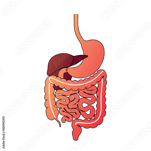 A minimalist 2D flat vector illustration of the human digestive system with interconnected continuous clean lines and warm gradient colors, isolated on a pristine white background.
