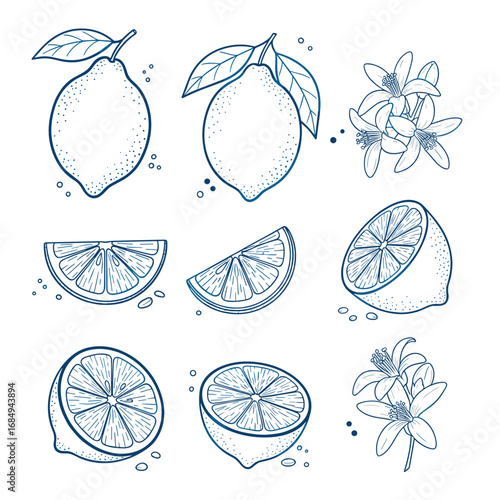 A hand drawn collection of fresh ripe lemons and blossoms representing citrus fruit and summer flavors