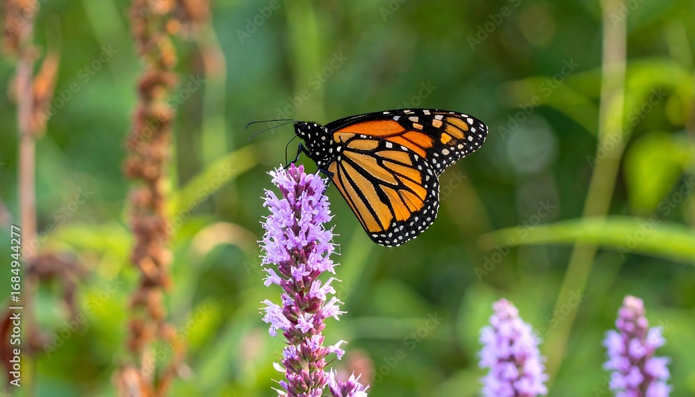 Fototapeta premium Monarch butterfly on purple flower