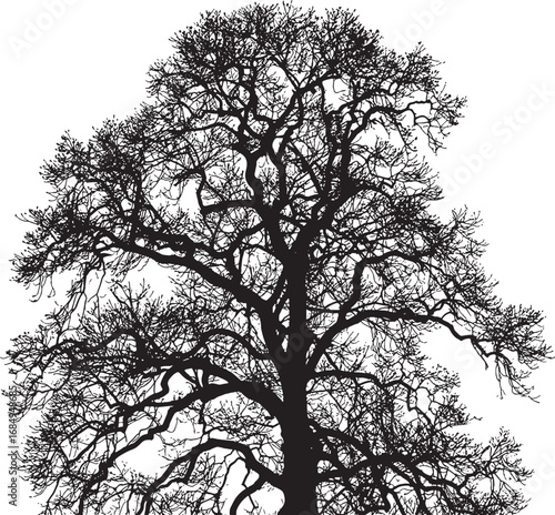 Wallpaper Mural Bare Tree Silhouette Against White Background Detailed Branches and Intricate Twigs Creating an Artistic Landscape Depiction Torontodigital.ca