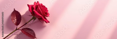 Crisp shadow of dried red rose & leaves on soft pink backdrop , autumn, stem