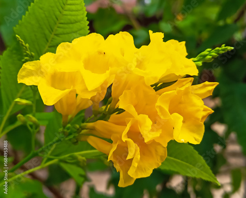 Bright yellow Tecoma flowers in full bloom, adding vibrant beauty to the garden. Close-up of beautiful bright yellow flower clusters. Planted to decorate the fence next to the house in India.