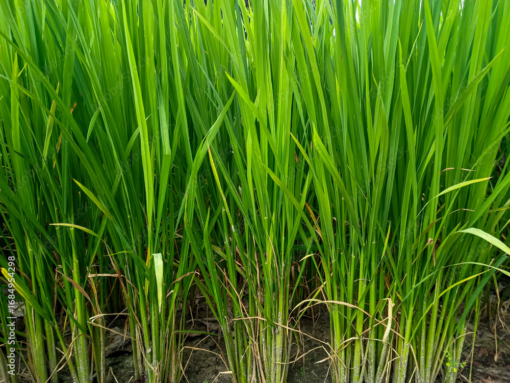 Obraz premium Closeup of rice grain and the green leaves of young paddy plant background growing on field. Foliage natural nature backgrounds. Fresh young rice leaves growing densely, symbolizing agriculture.