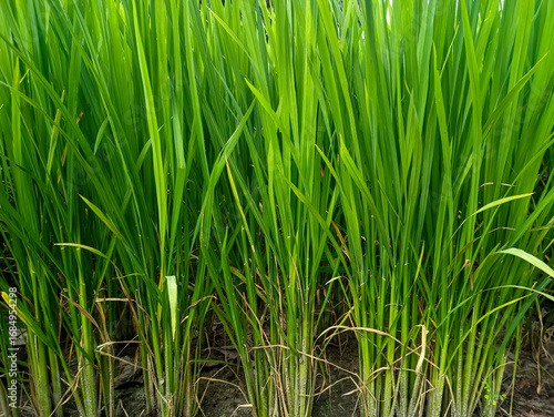 Closeup of rice grain and the green leaves of young paddy plant background growing on field. Foliage natural nature backgrounds. Fresh young rice leaves growing densely, symbolizing agriculture.