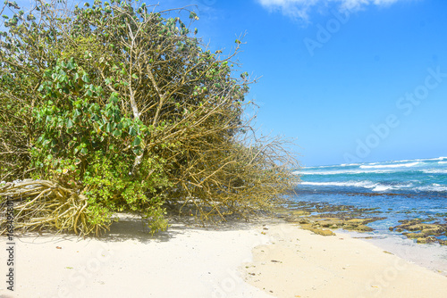 tropical beach with corals and blue sky