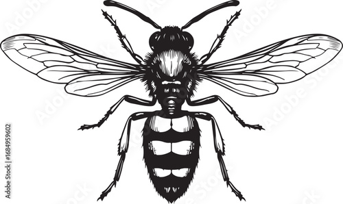Detailed Vector Illustration of a Wasp Black and White Insect Drawing for Educational and Design Purposes A Natural History Depiction