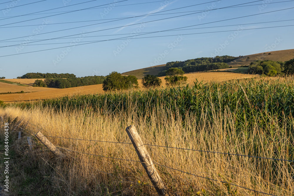Obraz premium A rural Sussex landscape on a sunny summer's day