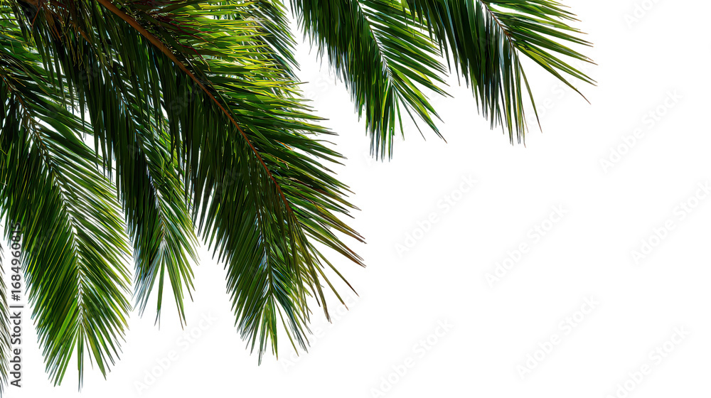 Fototapeta premium Lush Green Palm Fronds on Black Background