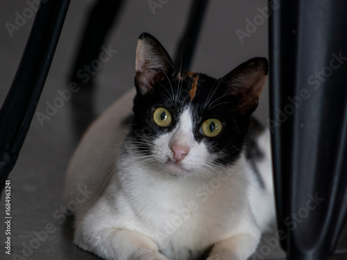 Black and white cat on the table