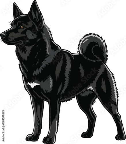 Black Norwegian Elkhound dog standing guarding pose illustration