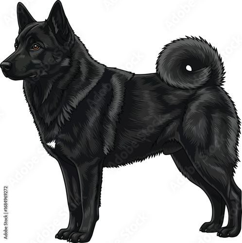 Black Norwegian Elkhound dog standing side profile view 